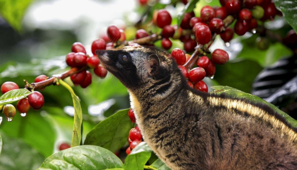 
                  
                    Kopi Luwak coffee
                  
                