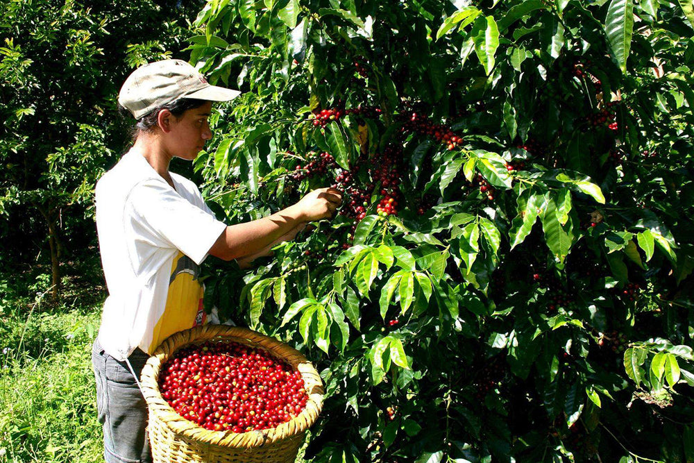 Mexican Veracruz Coffee