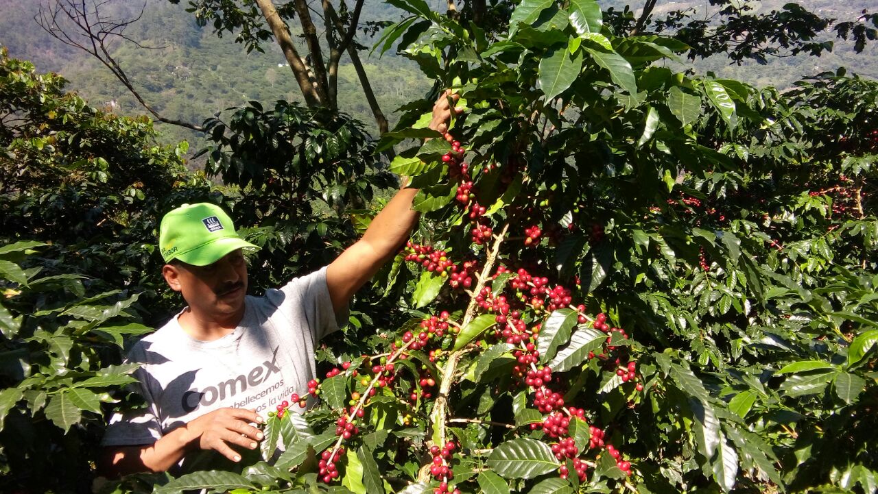 
                  
                    Mexican Chiapas Coffee
                  
                