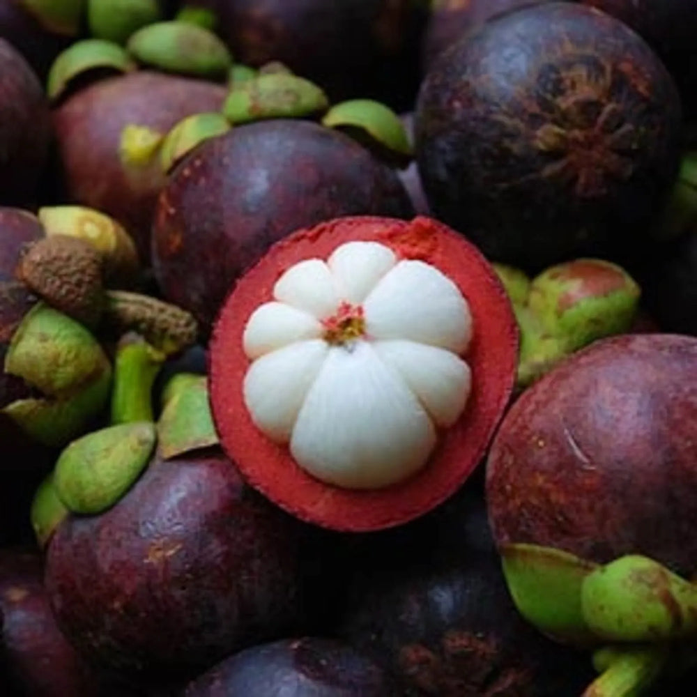 Mangosteen Tea